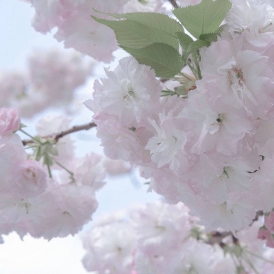 秀英福瑞交流群